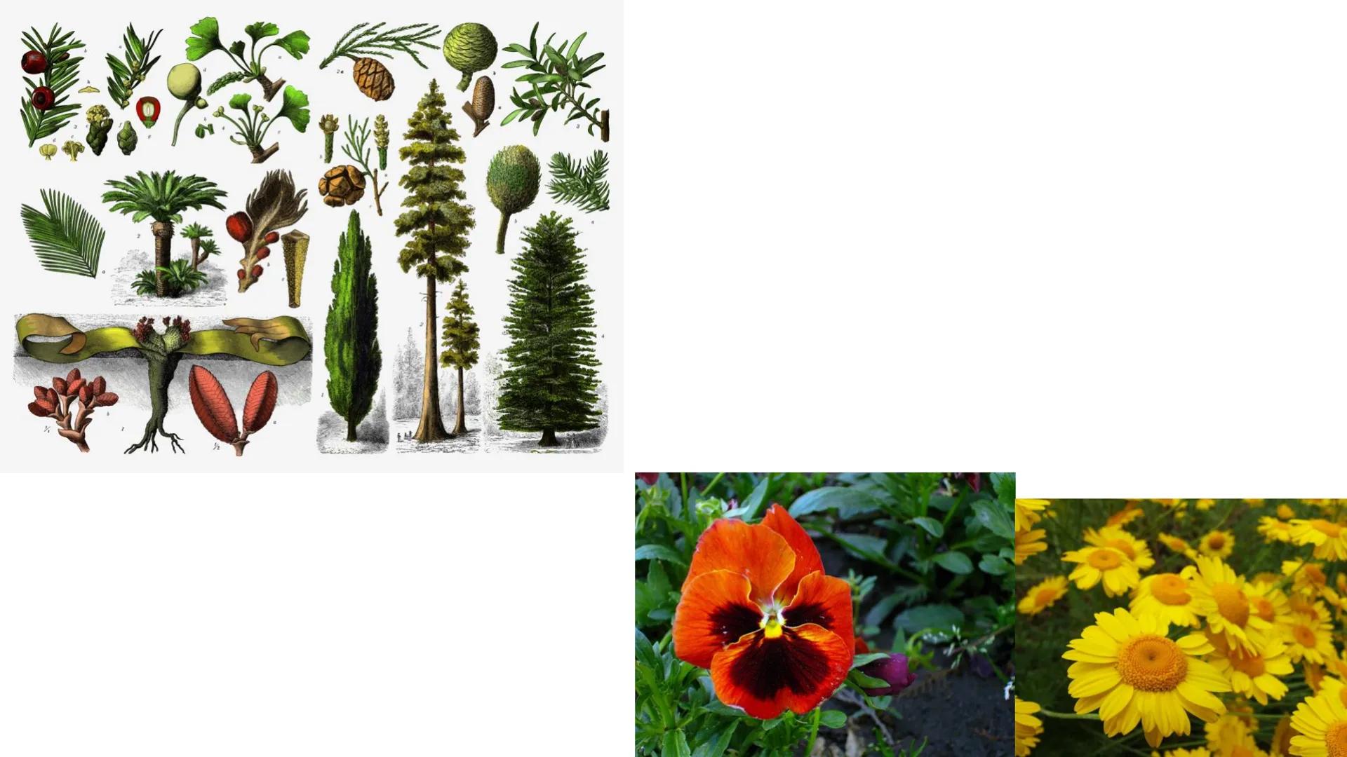 # UNIVERSIDAD NACIONAL DE SAN ANTONIO ABAD DEL CUSCO
# BOTÁNICA
## 2025-II
M.Sc. Gloria Calatayud Hermoza Origen.del Universo
13.500-15.0