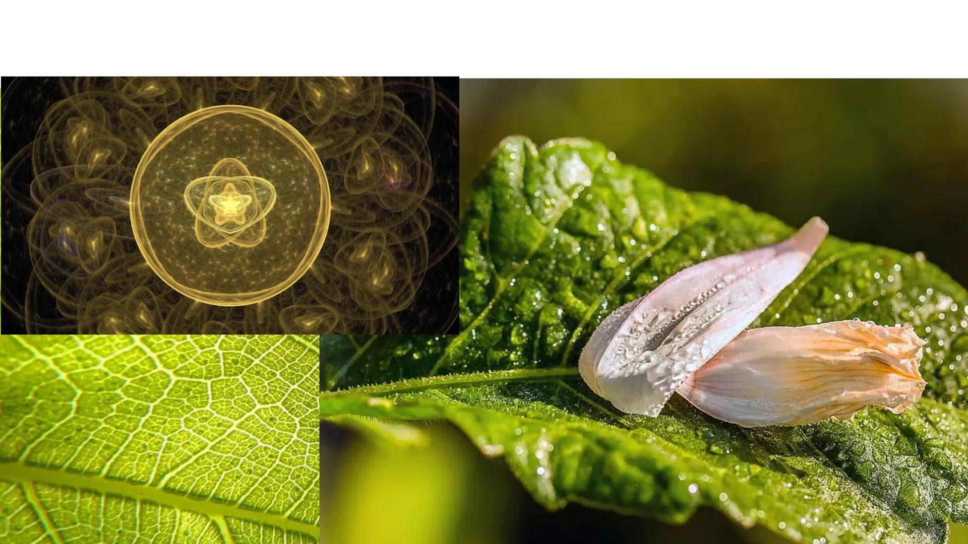 # UNIVERSIDAD NACIONAL DE SAN ANTONIO ABAD DEL CUSCO
# BOTÁNICA
## 2025-II
M.Sc. Gloria Calatayud Hermoza Origen.del Universo
13.500-15.0