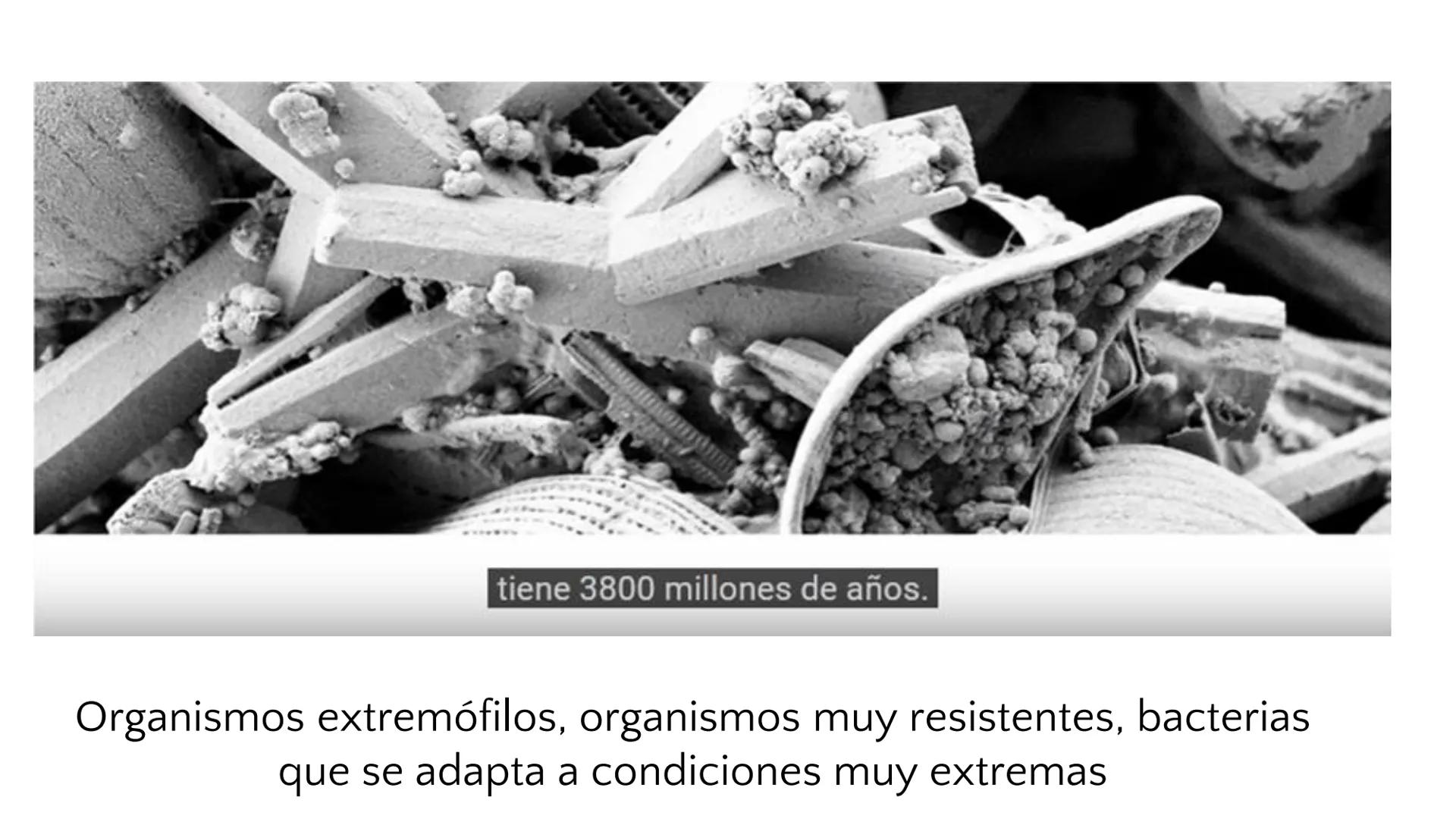 # UNIVERSIDAD NACIONAL DE SAN ANTONIO ABAD DEL CUSCO
# BOTÁNICA
## 2025-II
M.Sc. Gloria Calatayud Hermoza Origen.del Universo
13.500-15.0