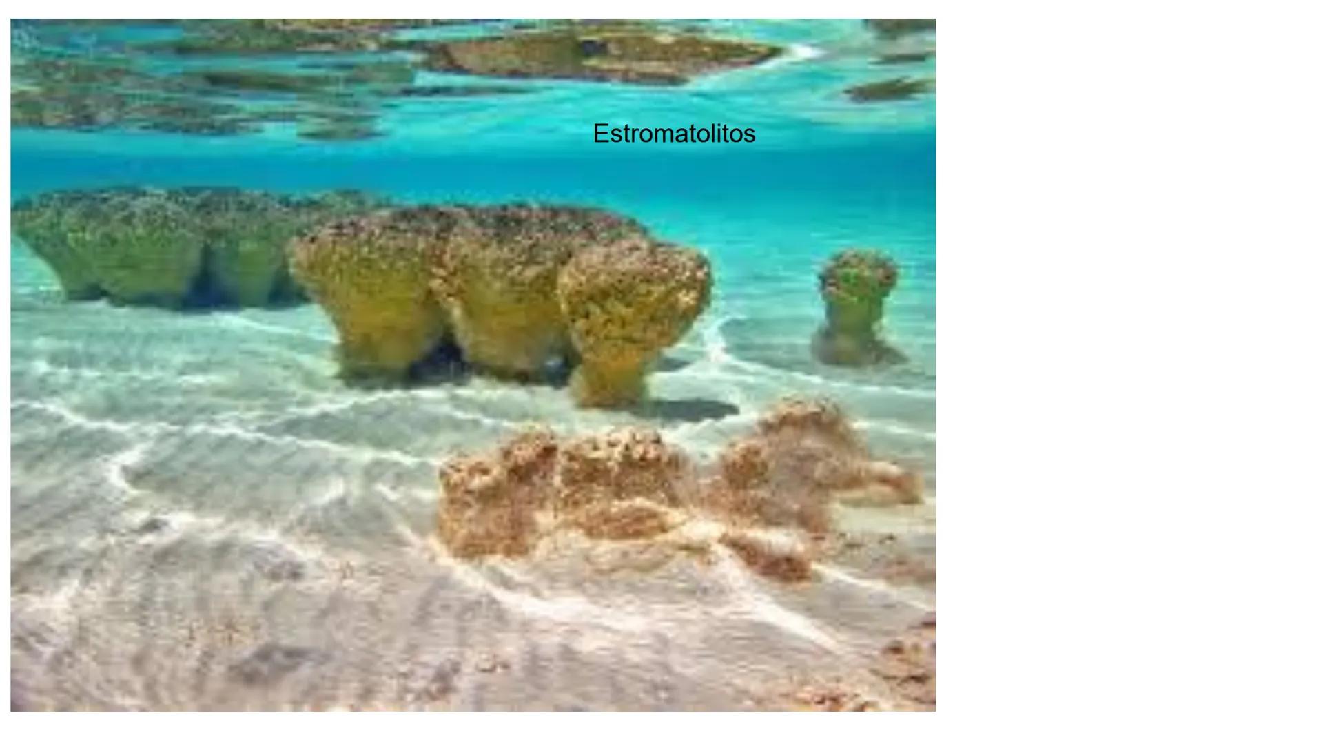 # UNIVERSIDAD NACIONAL DE SAN ANTONIO ABAD DEL CUSCO
# BOTÁNICA
## 2025-II
M.Sc. Gloria Calatayud Hermoza Origen.del Universo
13.500-15.0