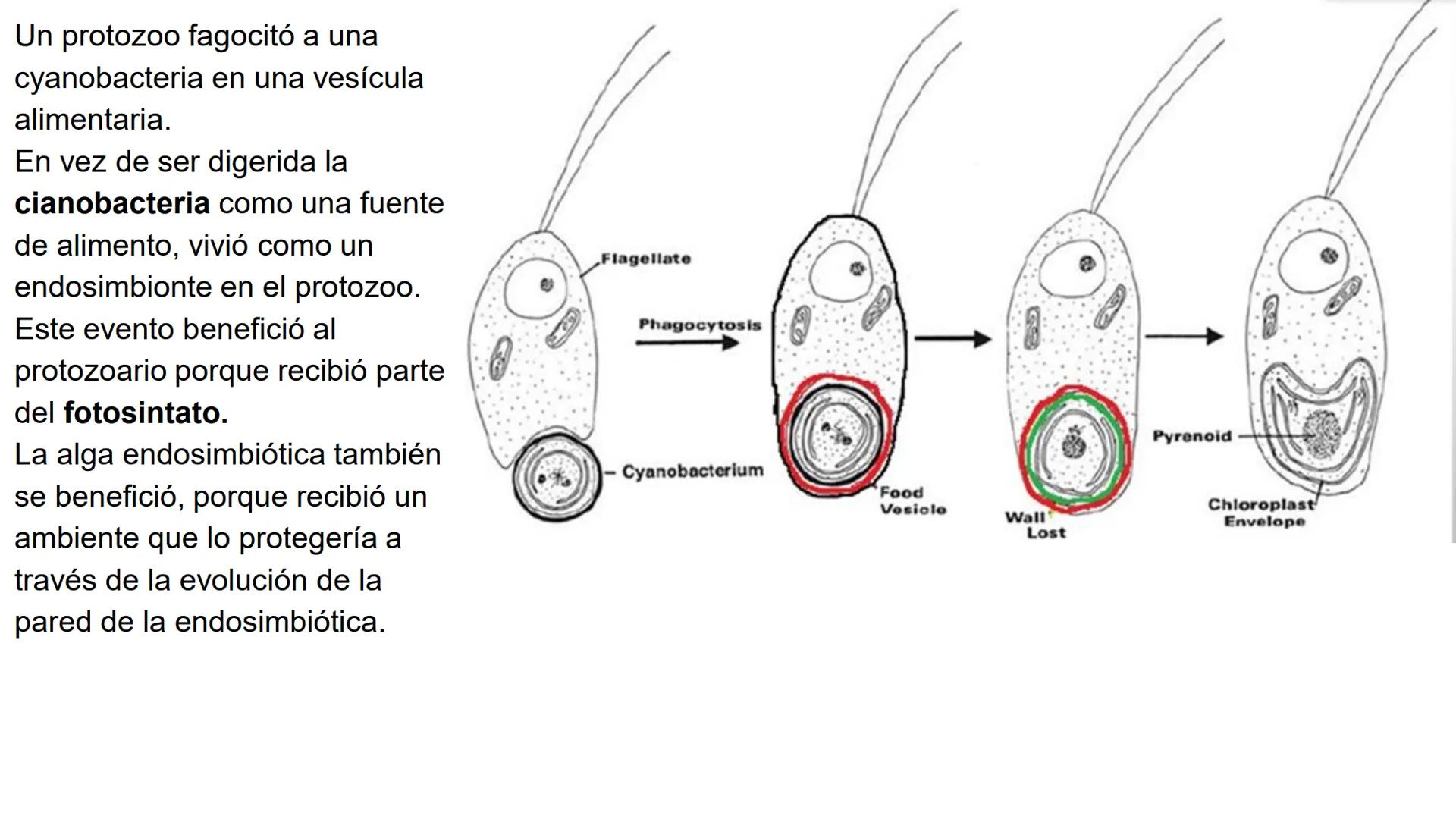 # UNIVERSIDAD NACIONAL DE SAN ANTONIO ABAD DEL CUSCO
# BOTÁNICA
## 2025-II
M.Sc. Gloria Calatayud Hermoza Origen.del Universo
13.500-15.0